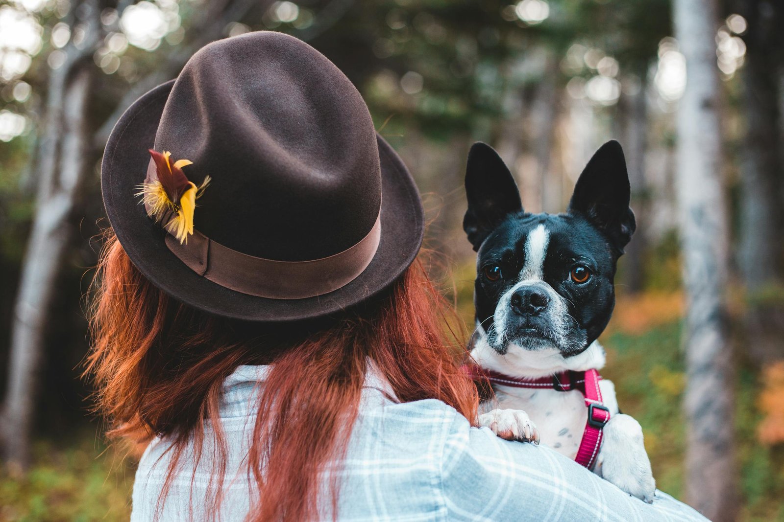 A woman in a hat holding a Boston Terrier outdoors
