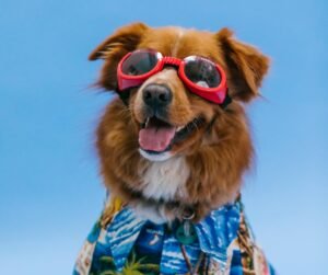 Adorable dog wearing a tropical shirt
