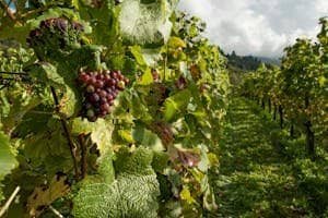 A vibrant vineyard with ripening grapes and lush foliage under bright daylight.
