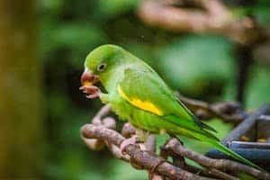 Vibrant yellow-chevroned parakeet perched, eating a snack in lush Brazilian setting.
